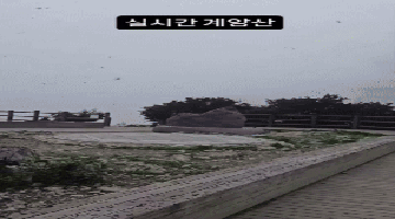 [동영상]"재앙수준" "기절할 풍경"...<b>계양산</b> 덮친 <b>러브버그</b>에 '경악'