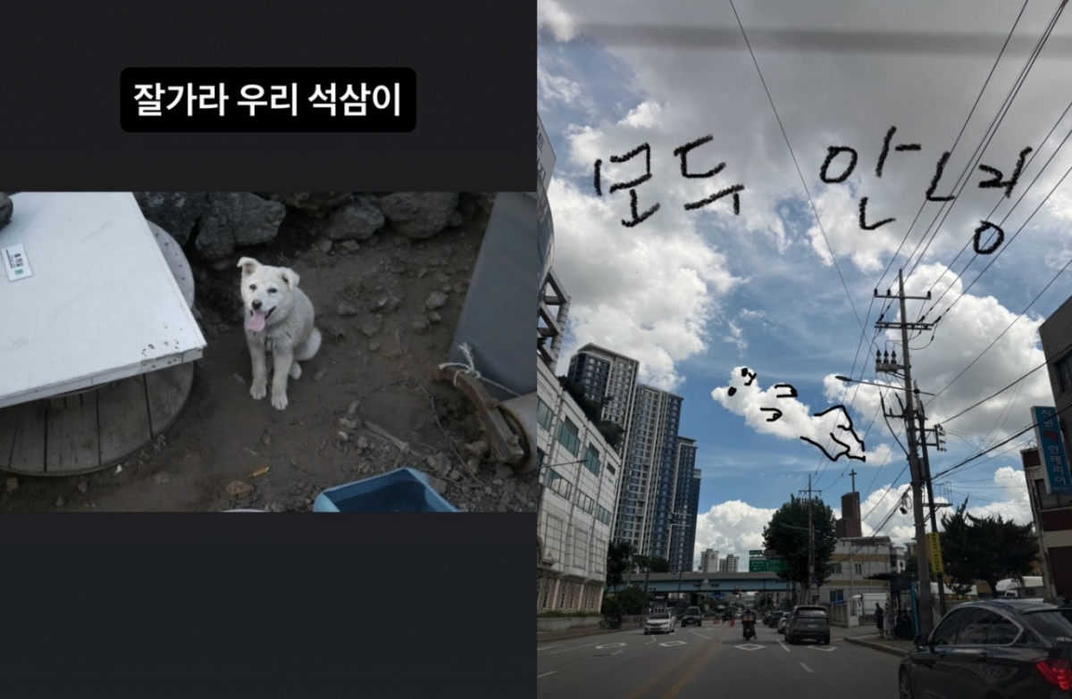 <b>이효리</b>, '암 말기' 반려견 떠나보냈다…"잘 가라 우리 <b>석삼이</b>"