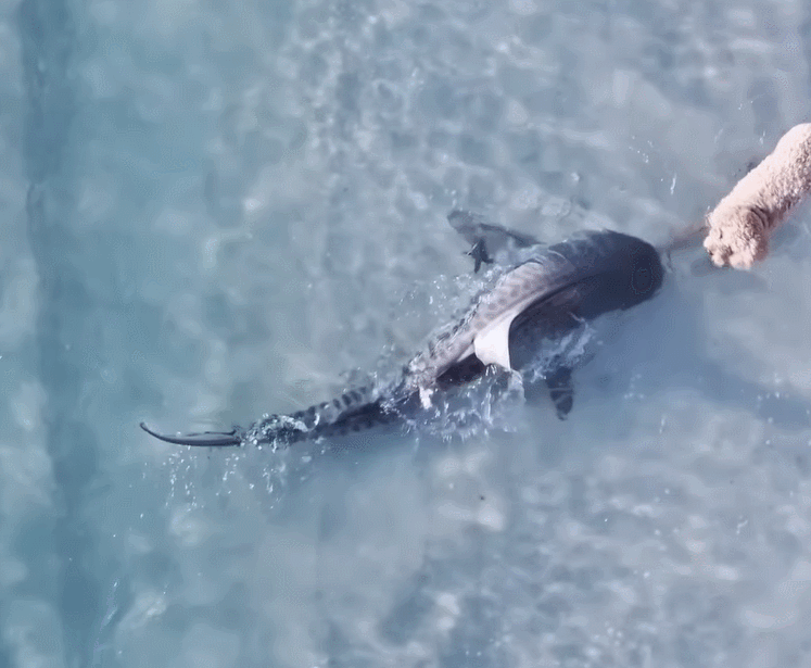 호주 퍼스 바다에서 헤엄치던 상어와 강아지가 코앞에서 마주치고 서로 놀라 돌아서는 모습./영상=인스타그램 갈무리 