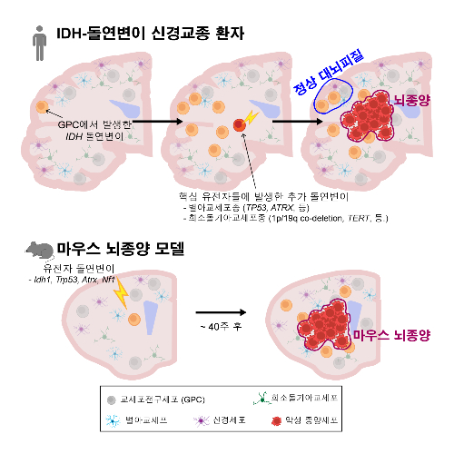 정상 대뇌 피질의 교세포전구세포(GPC)에서 처음으로 IDH 유전자에 돌연변이가 생기고,<a href=