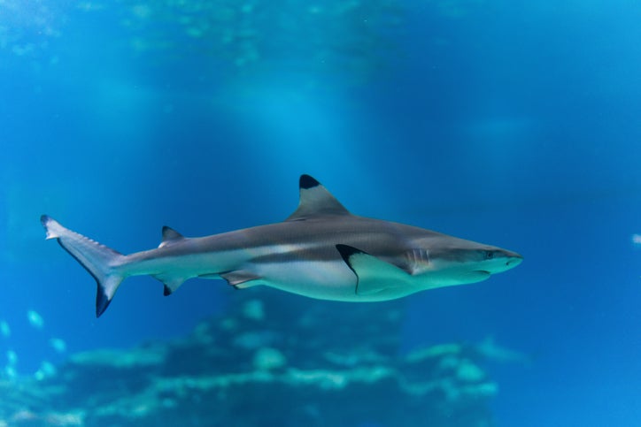 <b>호주</b>서 또 상어 습격…시드니 해변서 공격당한 여성 '중태'