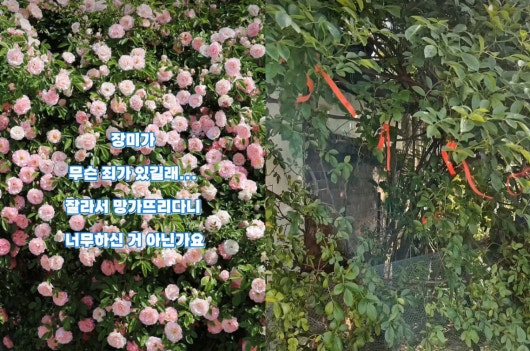 파란대문장미 가지 '싹둑' 60대들 진술…"철거 소식에 안타까워서"