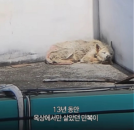 13년간 옥상에 갇혔던 '만복이'…잔디를 밟았다