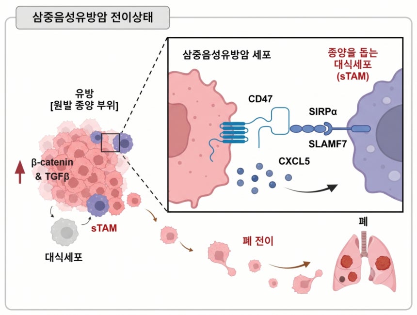 삼중음성유방암 전이 상태./자료=서울대병원