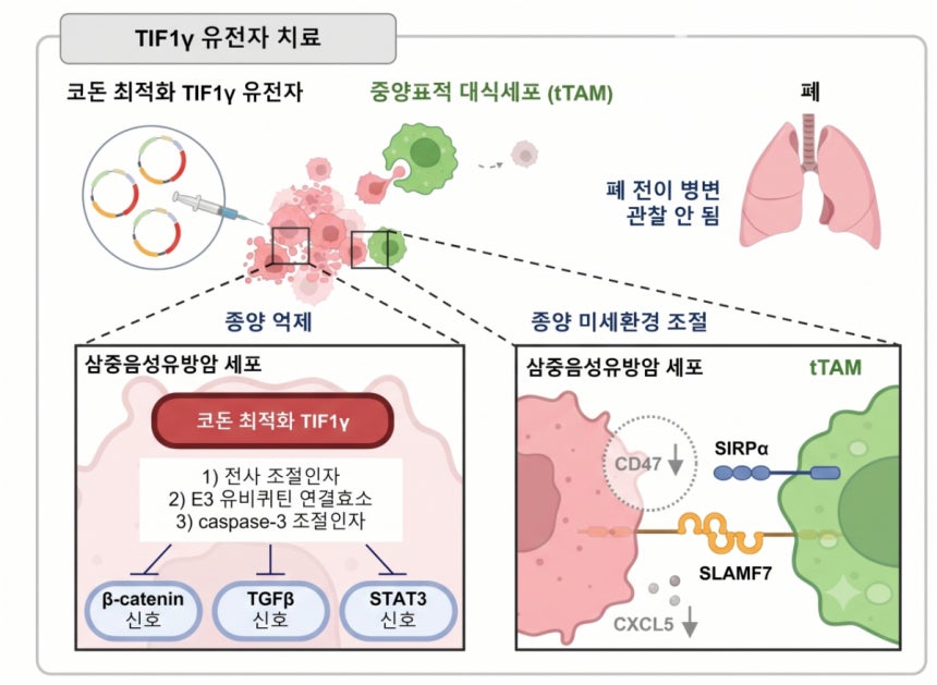 TIF1γ 유전자 치료./자료=서울대병원