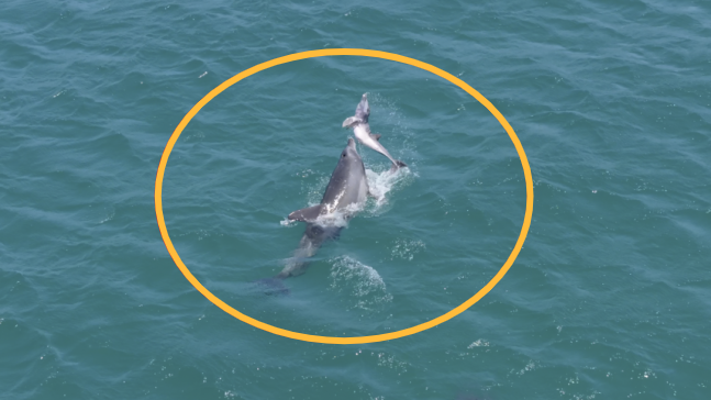 A mother southern bottlenose whale raising a calf above the surface of the water off the coast of Ilgalli, Daejeong-eup, Seogwipo-si on the 1st [Photo Source = Docu Jeju, Jeju Dolphin Research Team]