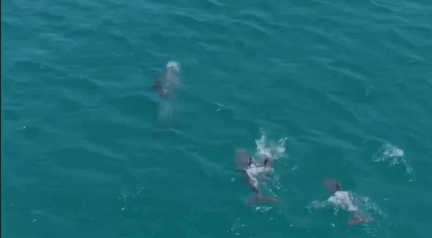 A mother southern bottlenose whale raising a calf above the surface of the water off the coast of Ilgalli, Daejeong-eup, Seogwipo-si on the 1st [Video Source = Docu Jeju, JIBS Broadcast Screen Capture]