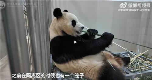 철제 우리 위에서 대나무 먹는 푸바오. [사진 = 중국판다보호연구센터 웨이보 캡처]