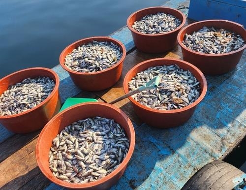 Yellowtail (조피볼락) that died in a fish farm in Gagu-ri, Geoje, Gyeongsangnam-do. /Provided by the reader/