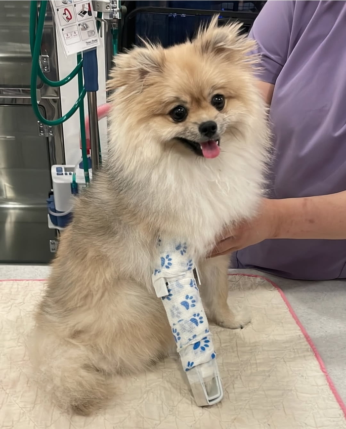 다리에 심한 부상을 입은 강아지.[사진 = 위액트 SNS]