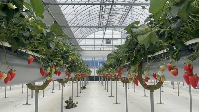 ‘딸기 족욕’ ‘딸기 비빔밥’에 화들짝...나흘간 53만 명 방문한 ‘논산 딸기 축제’