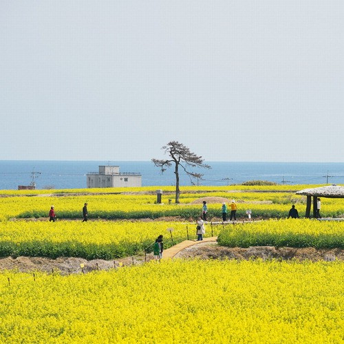 청보리밭·다랑이논 … 인생샷 명소된 농촌