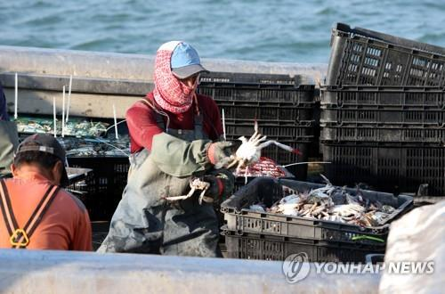  꽃게 작업하는 어민.[사진 출처 = 연합뉴스]