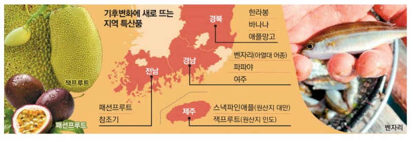 기후변화 기회로…아열대 농수산물 '효자템'