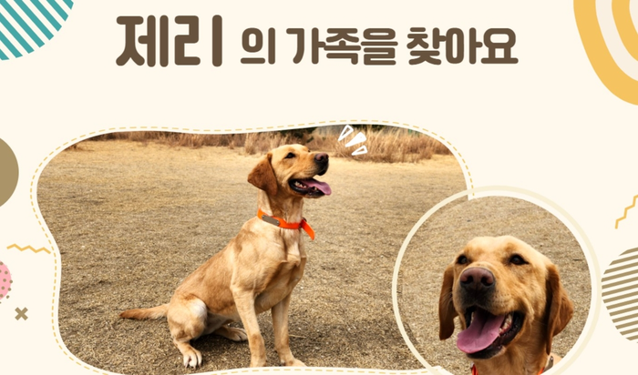  관세청 관세인재개발원이 마약탐지견 12마리를 민간에 분양한다고 밝혔다.[사진출처 = 연합뉴스]