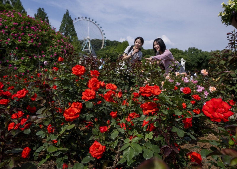 40주년 맞아 새단장 나선 에버랜드 장미축제 셀럽부터 공무원·5060세대까지 "반했어요"