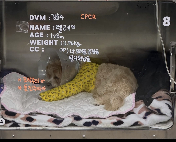 ‘<b>반려견 낙상</b> 사고’ <b>한예슬</b> “CCTV 확인…수술 잘 마쳐”