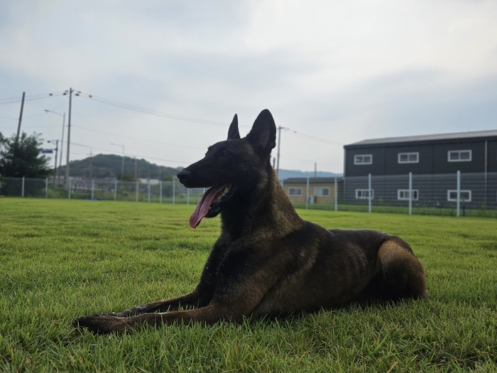 경기북부경찰청 체취증거견 ‘폴’. [사진 출처 = 경기북부경찰청, 연합뉴스]
