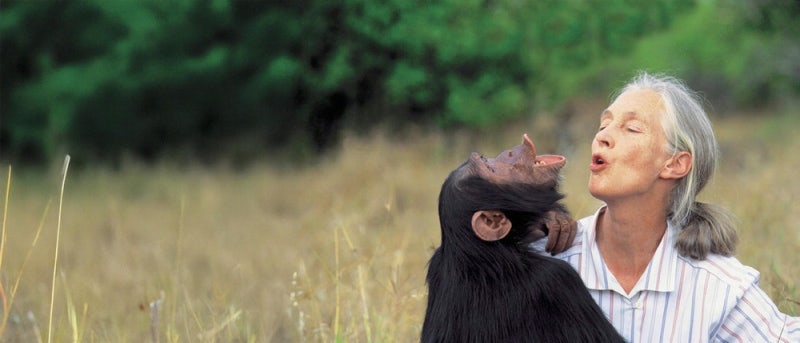 영원한 여행 떠난 '침팬지들의 어머니'