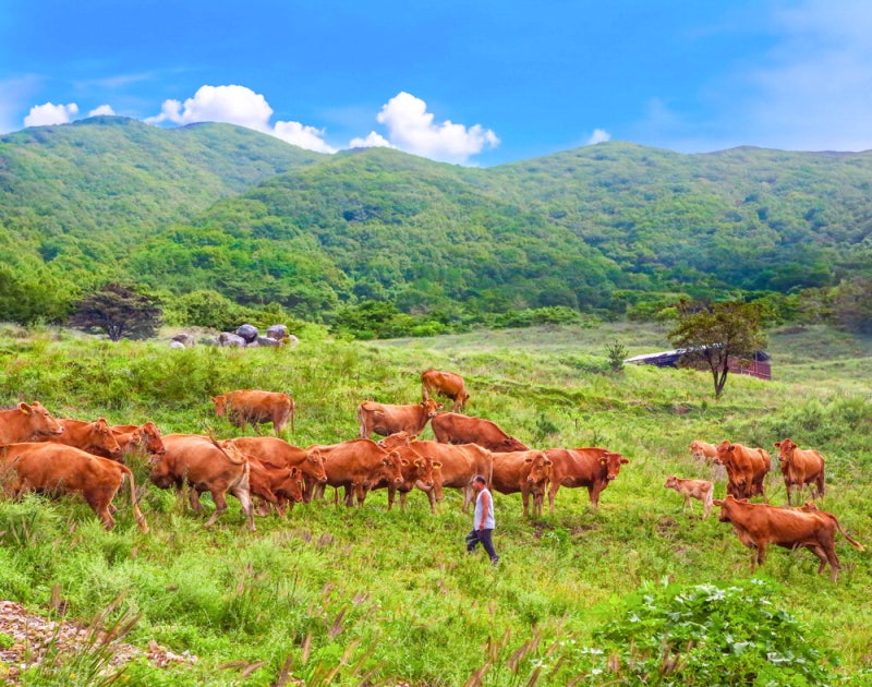 친환경 방목 한우, 추석 선물 품절 대란