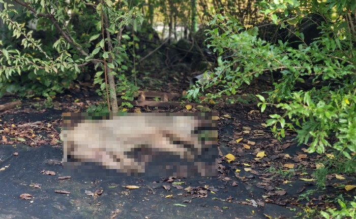 50대 남성에게 제압당한 멧돼지. [사진출처 = 연합뉴스]