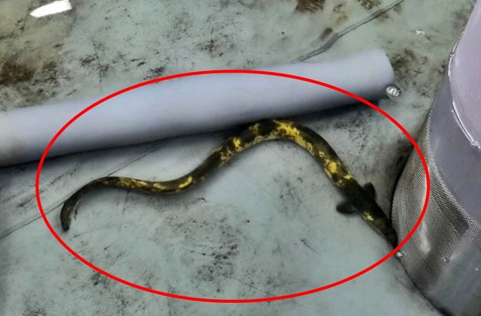 황금장어 [사진출처=강원특별자치도]