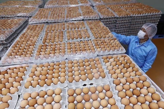  충남 아산에 있는 한 계란농장 [사진 = 연합뉴스]