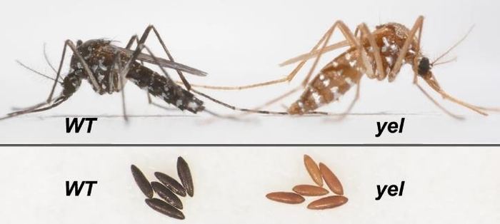  이스라엘 연구팀이 유전자 편집으로 암컷과 수컷의 색깔을 다르게 만드는 데 성공했다.수컷은 정상적인 어두운 색,<a href=