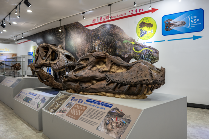  티라노사우루스 표본‘수(SUE)’의 머리뼈 3차원(3D) 출력 모형.[한국지질자원연구원]