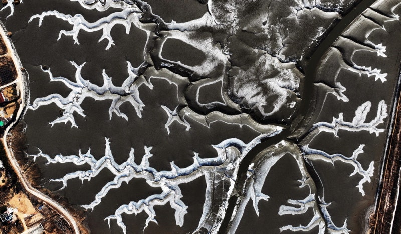 [포토] 나뭇가지 아닙니다…얼어붙은 갯벌 바닷물