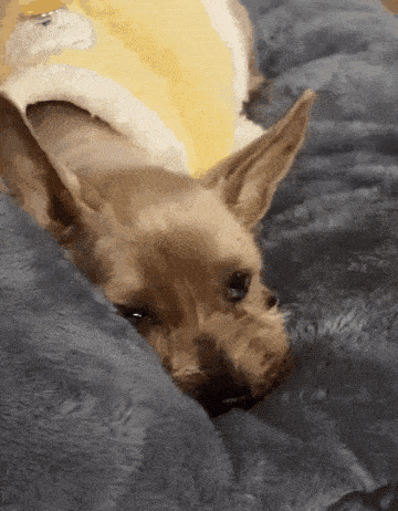 가족들을 바라보는 니루. [뉴스1]