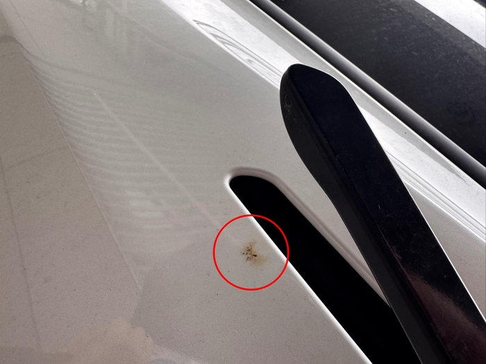  담뱃불에 훼손한 차량.[보배드림 갈무리]