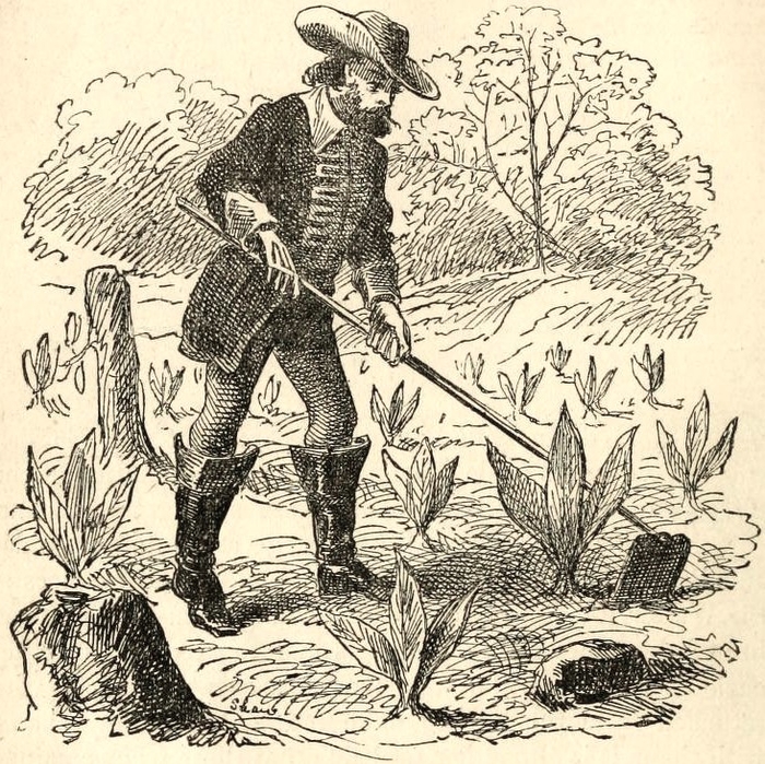 1874년에 그려진 롤프의 담배 재배 모습.