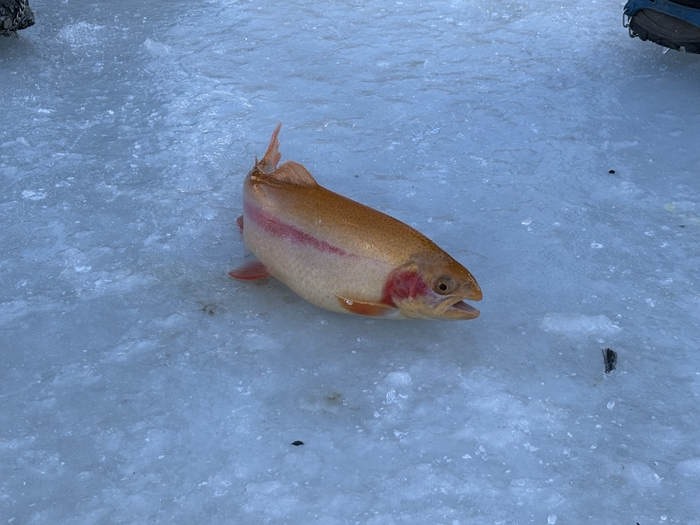 황금송어 잡으면 금 한돈이 ‘공짜’…13만 명 오간 평창 송어축제 가보니