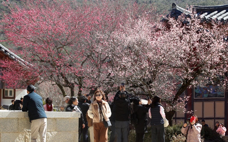 [포토] 홍매화   활짝…성큼 다가온 봄