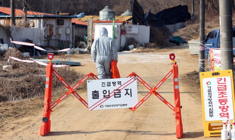 구제역 고양시로 확산 … 수도권 방역 비상