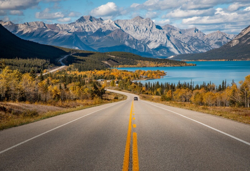 로드트립 천국 알버타주 야생동물과 우연한 만남