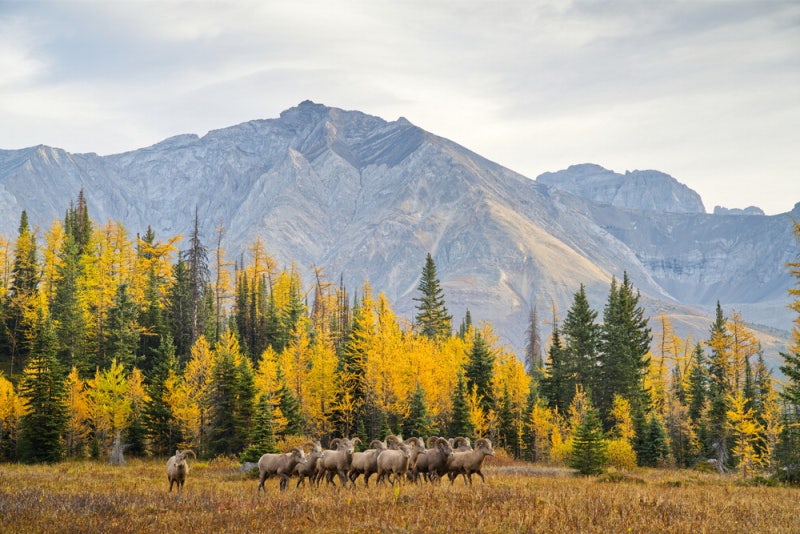 라치의 황금빛 가을단풍 단풍과 함께 야외 활동도