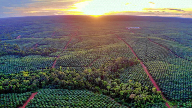 포스코인터 "무역상사 옛말"…에너지·식량회사 무한 변신