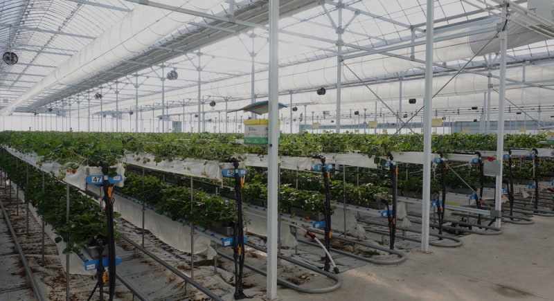 여름에도 달디단 딸기를 … AI·로봇 '아그리 팩토리' 뜬다