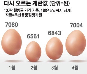 조류독감에 밥상 물가 들썩 … 계란·닭 가격 상승세 뚜렷
