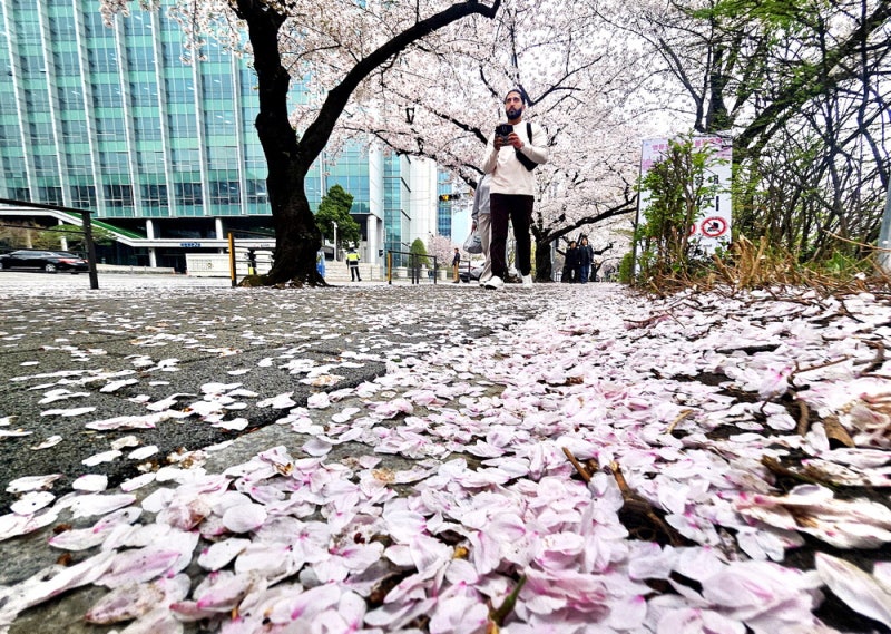[포토] 벌써 벚꽃 엔딩…비 맞아 떨어진 꽃잎