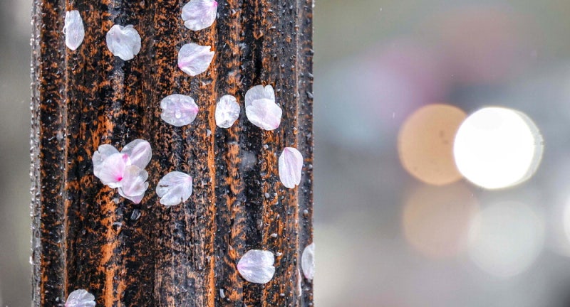 [포토에세이] 봄날은 간다