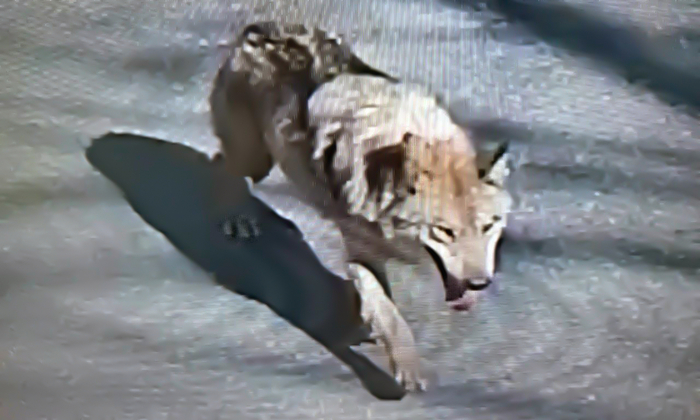  8일 오전 대전 오월드 사파리에서 탈출한 늑대‘늑구’의 모습.[연합뉴스]