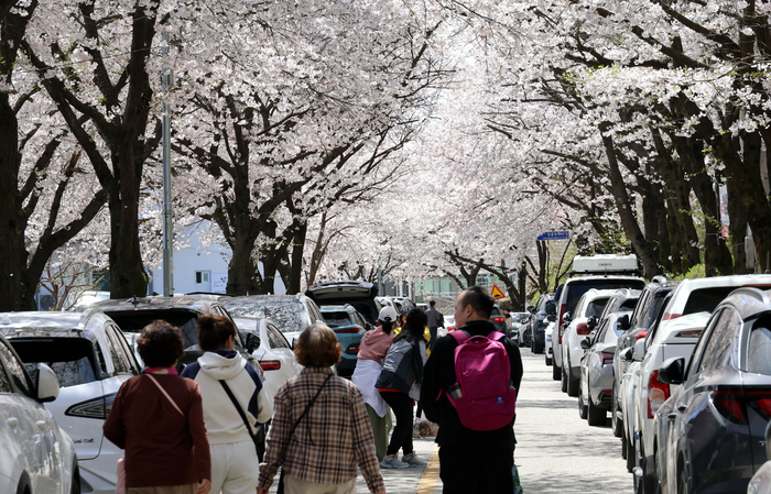 벚꽃 아래 걷는 봄 [연합뉴스]