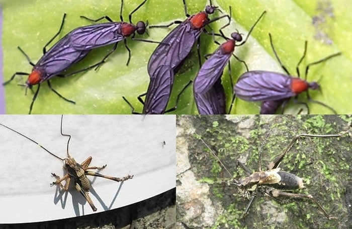 그 많던 러브버그, 왜 안보일까?…‘사람 무는’ 더 독한 놈도 왔다