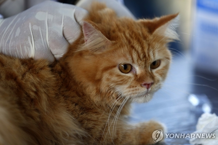  치료받는 고양이.[연합뉴스]