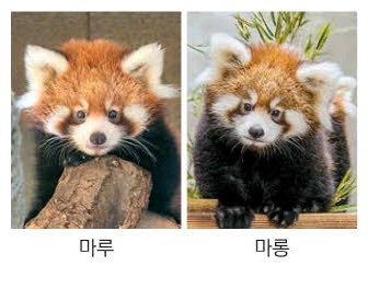 "쌍둥이 레서판다 보러, 서울대공원 놀러 오세요"