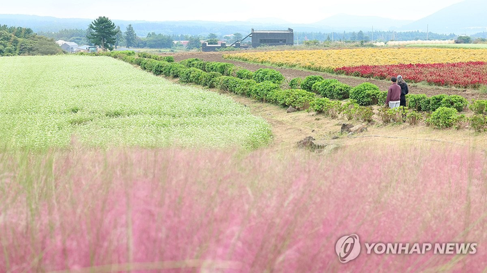 11일 제주 서귀포시 표선면 성읍리 보롬왓 농장에서 방문객들이 메밀꽃과 핑크뮬리 등을 감상하며 걷고 있다.[연합뉴스]