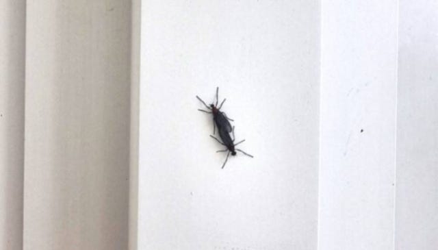 "징그러워 죽을 뻔"…해충<b>박사</b>가 전한 '<b>러브버그</b>' <b>퇴치법</b>